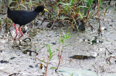 Black Crake - Amaurornis flavirostris - Polluela negra - Rasclet negre