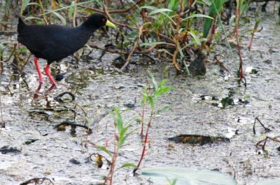 Birds and other wildlife from South Africa and Lesoto