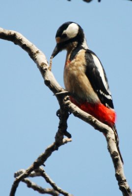 Great Spotted Woodpecker - North African race - Dendropocos major numidus