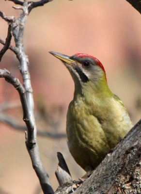 Levaillant's Woodpecker - Picus levaillentii