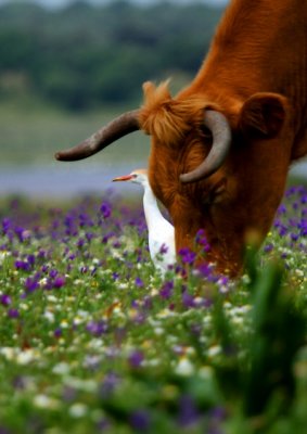 Cattle egret and a cow in the flowered spring in Doñana - Garcilla bueyera