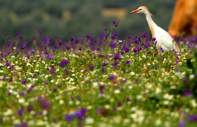 Cattle egret in the flowered spring in Doñana - Esplugabous