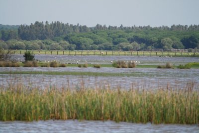 Dehesa de abajo full of water - La laguna de la Dehesa de Abajo en Doñana llena de agua