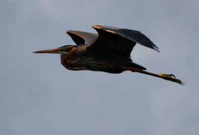 Purple Heron - Ardea purpurea - Garza Imperial - Agr Roig