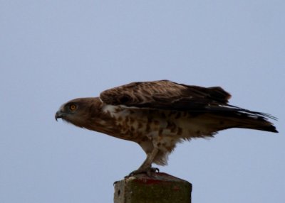 Short toed snake eagle - Circaetus gallicus - Aguila culebrera - Àguila Marcenca