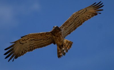 Short toed snake eagle - Circaetus gallicus - Aguila culebrera - Àguila Marcenca