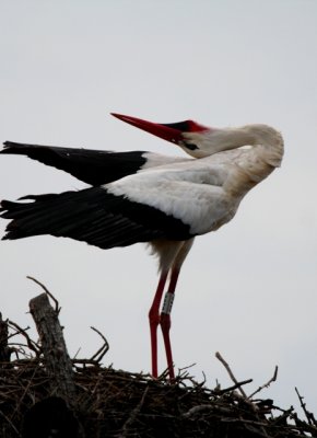 White stork displaying at the nest
