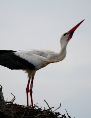 White stork displaying at the nest