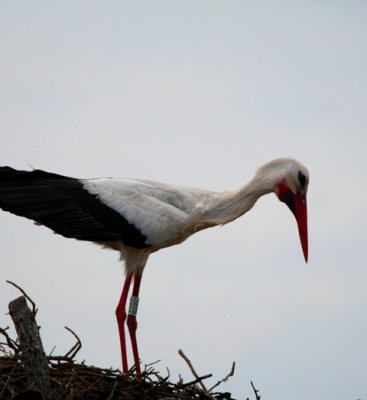 White storks displaying at the nest