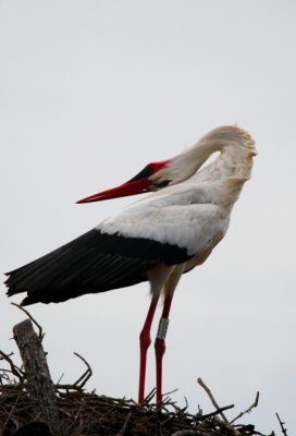 White storks displaying in the
