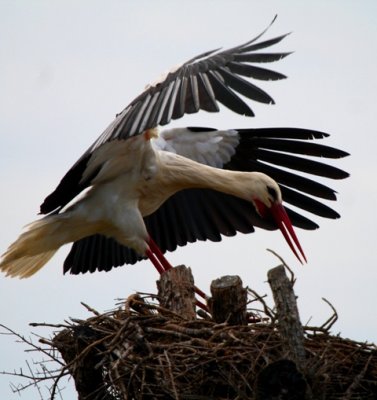 White storks in dehesa de abajo landing on the nest