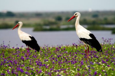 White storks in dehesa de abajo