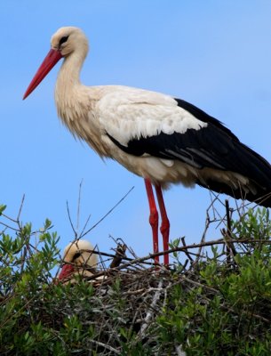 White storks at the nest