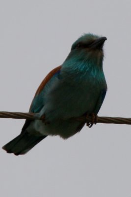 Roller - Coracias garrulus - Carraca - Gaig Blau