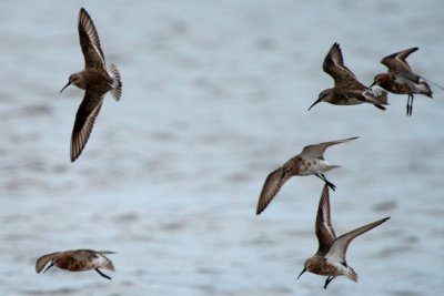 Curlew sandpipers in flight