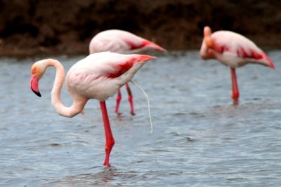 Flamingo in a private moment