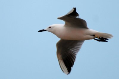 Slender billed gull - Larus genei - Gaviota picofina - Gavina capblanca
