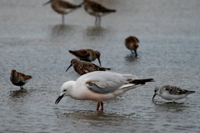 Slender billed gull first summer - Larus genei - Gaviota picofina - Gavina capblanca