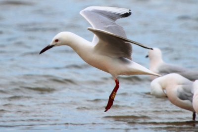 Slender billed gull in flight - Larus genei - Gaviota picofina - Gavina capblanca
