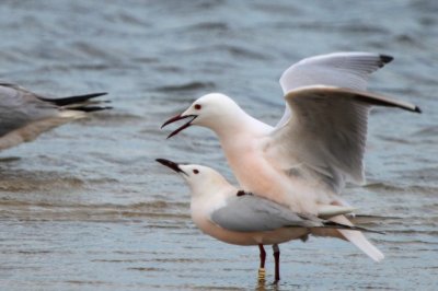 Slender billed Gulls mating - Larus genei - Gaviota picofina - Gavina capblanca