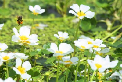 Honey bee on Ranunculus aquaticus