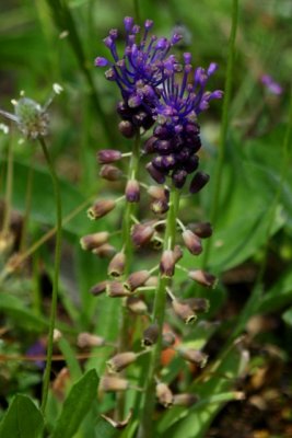 Tassle Hyacinth - Muscari comosum