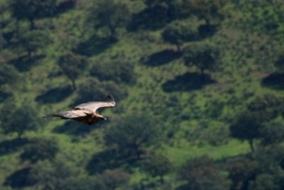 Griffon Vulture - Gyps fulvus - Buitre leonado - Voltor Comú