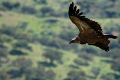 Griffon Vulture - Gyps fulvus - Buitre leonado - Voltor Comú