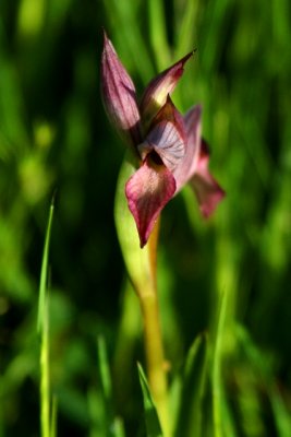 Tong Orchid - Sirrapias lingua