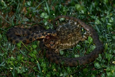 Natrix snake eating a Natejack Toat