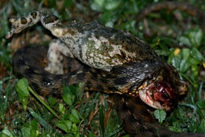 Natrix snake eating a Natejack Toat