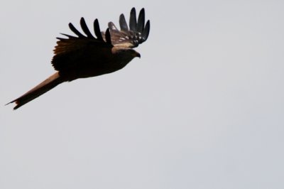 Black kite - Milvus migrans - Milano negro - Mil negre