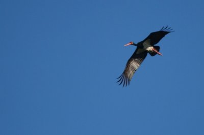 Black stork - Ciconia nigra - Cigea negra - Cigonya negra