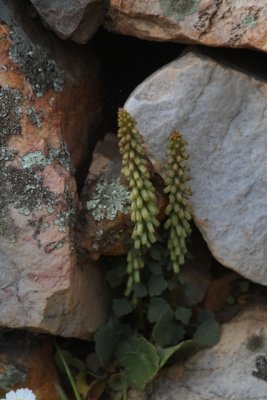 Flower in a stone wall