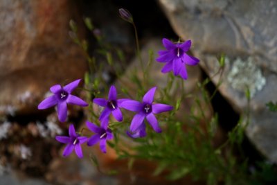 Flower in a stone wall