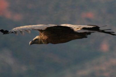 Griffon vulture - Gyps fulvus - Buitre leonado - Voltor Com