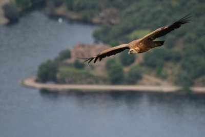 Griffon vulture - Gyps fulvus - Buitre leonado - Voltor Com