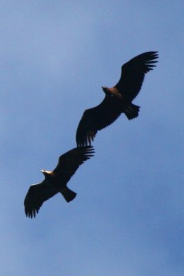 Spanish imperial Eagle and Black Vulture - Aquila adalbertii Agypius monachus - Aguila imperial iberica y buitre negro