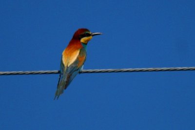 European bee-eater - Merops apiaster - Abejaruco - Abellerol