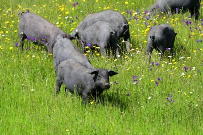 Spanish happy pigs in the Dehesa forest