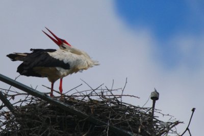 White stork displaying - Ciconia ciconia - Cigea Blanca - Cigonya blanca
