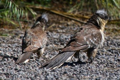 Great spotted Cuckoo - Clamator glandarius - Crialo - Cucut reial