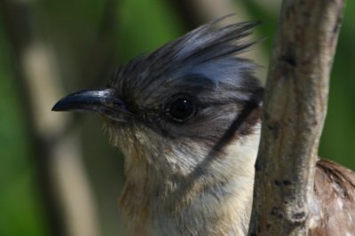 Great spotted Cuckoo - Clamator glandarius - Crialo - Cucut reial