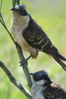 Great spotted Cuckoo - Clamator glandarius - Crialo - Cucut reial