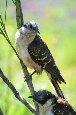 Great spotted Cuckoo - Clamator glandarius - Crialo - Cucut reial