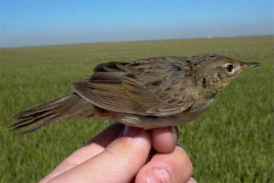 Grasshopper Warbler - Locustella naevia - Græshoppesanger - Buscarla pintoja - Boscaler pintat gros