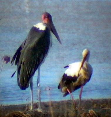 Marabou & White Stork - Leptoptilos crumeniferus and Ciconia ciconia - Doana (Andaluca) - 13th of August 2005 - Marab