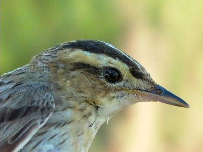 Aquatic Warbler - Acrocephalus paludicola - Vandsanger - Carricerin cejudo - Boscarla d'aigua