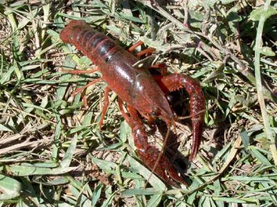 American Crayfish - Cangrejo de Rio americano - Cranc de riu americ