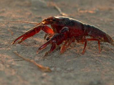American Crayfish - Cangrejo de Rio americano - Cranc de riu americ
